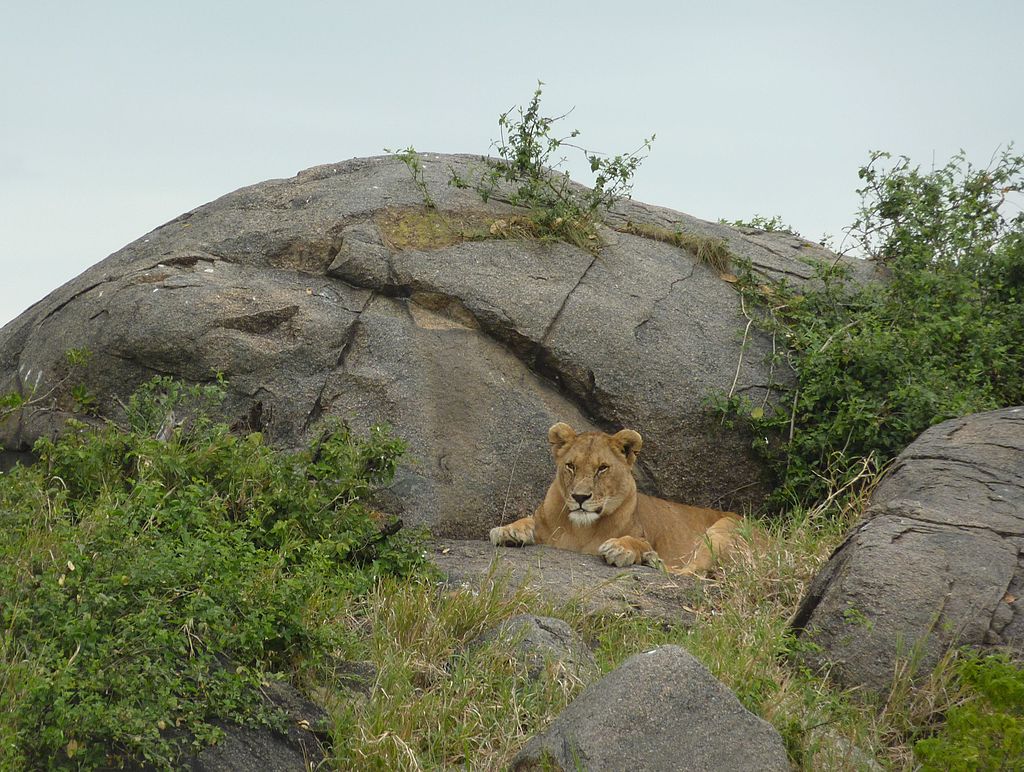 Magmatske kamnine na območju Jezerskega višavja