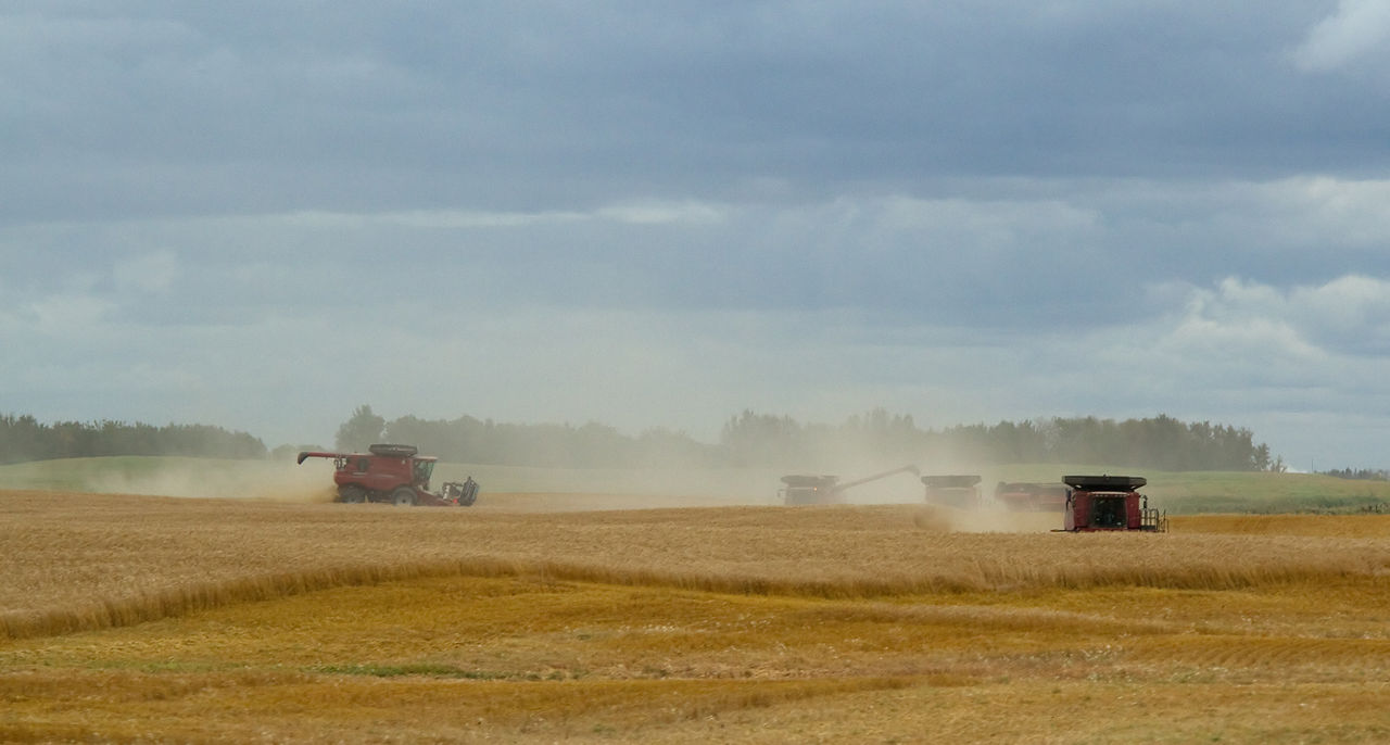 Žetev pšenice v Kanadi