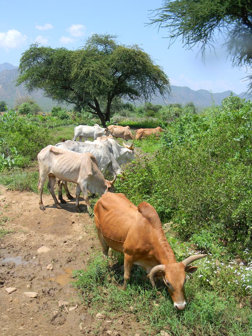 Opuščavljanje povzroča tudi pretirana paša