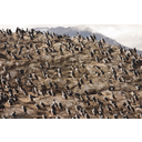 10_Jug Argentine-Pingvini.jpg<>Jug Argentine - Pingvini