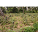 Ananas - nasad.jpg<> Nasad ananasa