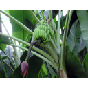 8_Banane.jpg<> Banane