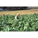 16_Gojenje tobaka na Kubi.jpg<> Gojenje tobaka na Kubi