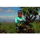 35_Obiranje kave.jpg<> Obiranje kave