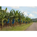 31375f20506c616e7461c5be612062616e616e.jpg<> Plantaža banan