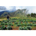 31385f4b6d6574696a736b6520706f7672c5a1696e65206e612048616974696a75.jpg<> Kmetijske površine na Haitiju