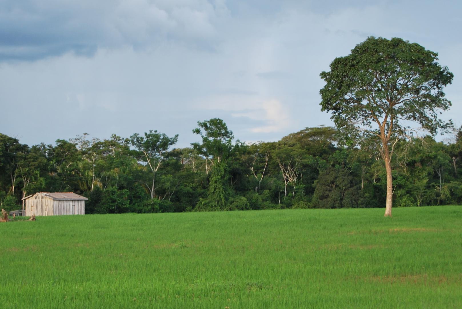Izkrčeni deževni gozd