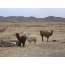 19_Alpake.jpg<>Alpake