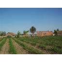 12_Nasadi sladkornega trsa.jpg<>Nasadi sladkornega trsa