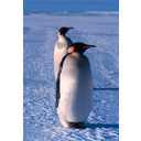 8_Pingvini1.jpg<>Pingvini na Antarktiki