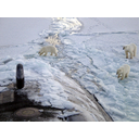 Severni medvedi<>Severni  medvedi  in podmornica v bližini Severnega tečaja