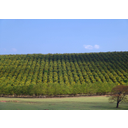 Nasad<>Gojenje riža - Gvajana