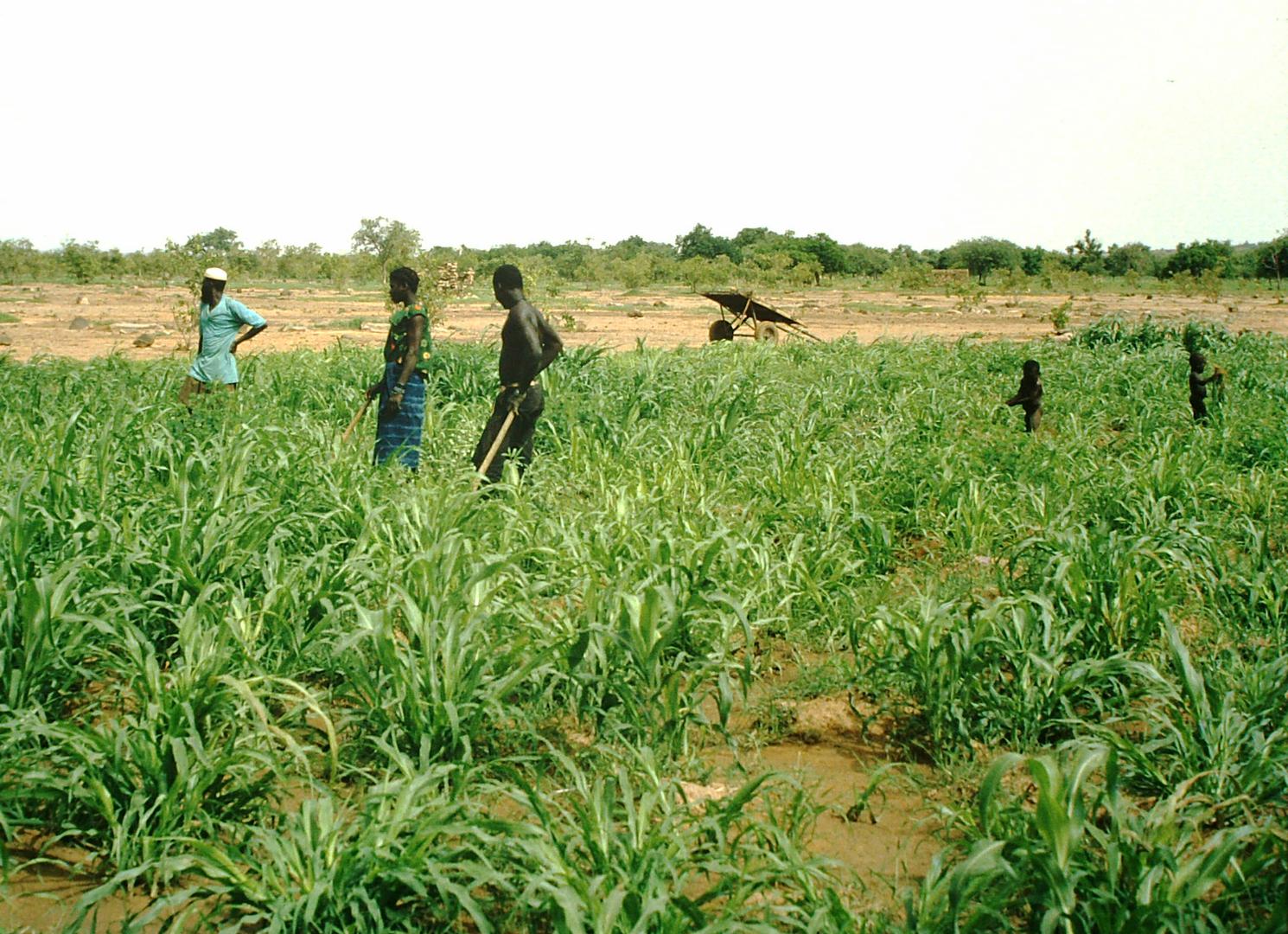 Pridelava sirka v Sahelu. Veš, kaj je sirkova metla?