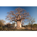 5_Baobab Bocvana.jpg<>Drevo baobab v Bocvani