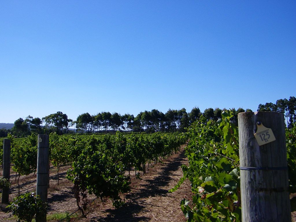 Vinograd v bližini Pertha