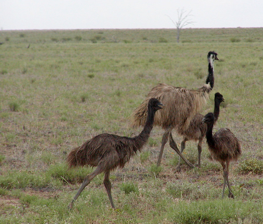 Emu
