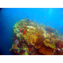 Koralni greben<>Koralni greben - Fidži