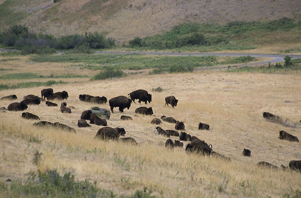Bizoni v preriji - ameriški stepi