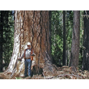 2_Drevo velikan-ZDA.jpg<>Sekvoje - velikani med drvesi